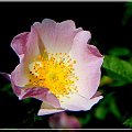 dzika róża.. ;D #kwiat #makro #wiosna #róża #DzikaRóża