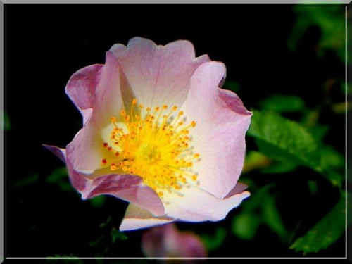 dzika róża.. ;D #kwiat #makro #wiosna #róża #DzikaRóża