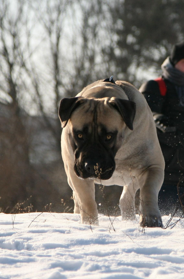 Boerboel Shek Szejk #boerboel #Gdańsk #mastif #pies #Polska #rpa