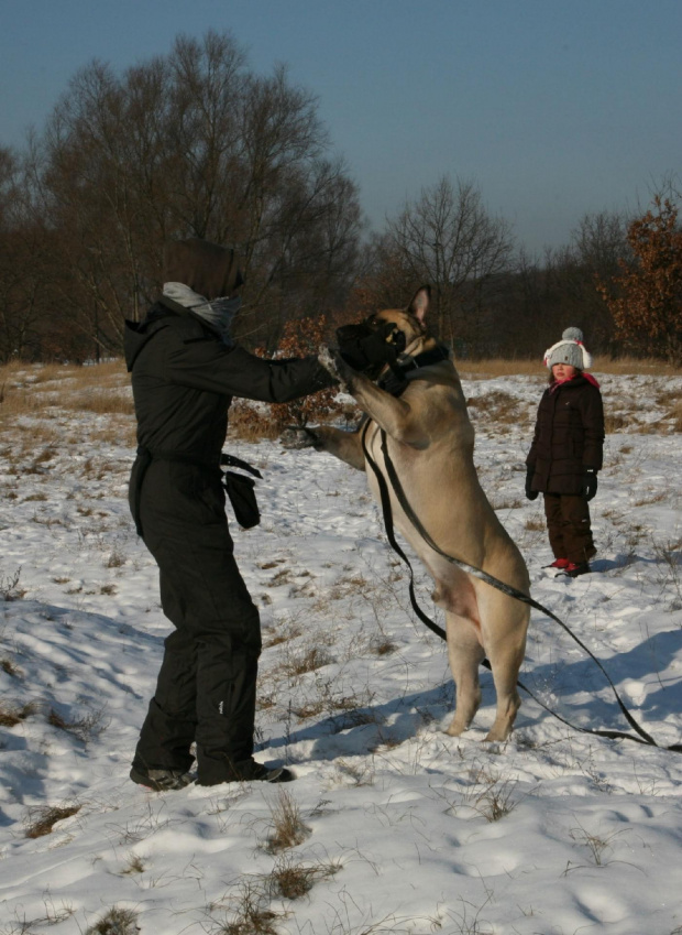 boerboel Szejk, Shek Xantiland, #boerboel #mastif #Shek #Szejk