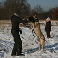 boerboel Szejk, Shek Xantiland, #boerboel #mastif #Shek #Szejk