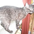 kotek Sopelek szuka domu #śliczny #oryginalny #WTypieEgipskiegoMau