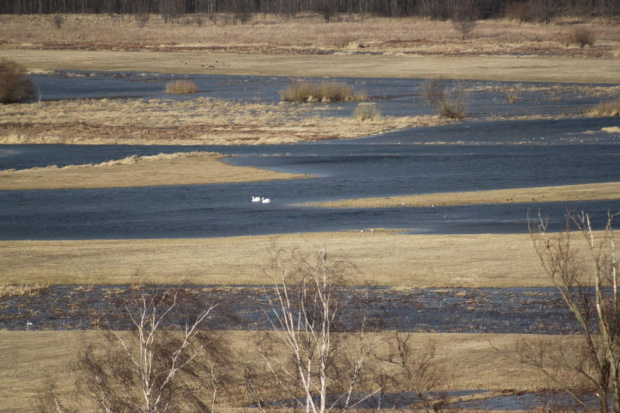 tak wylewa Narew :))