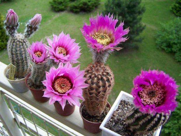 Echinocereus