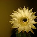 Echinopsis