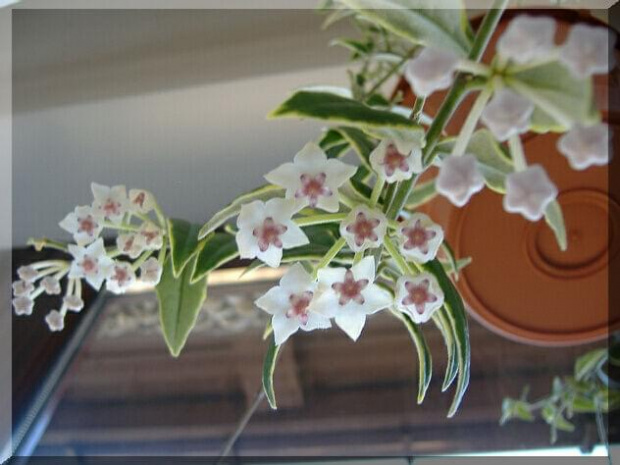 Hoya Bella Variegata