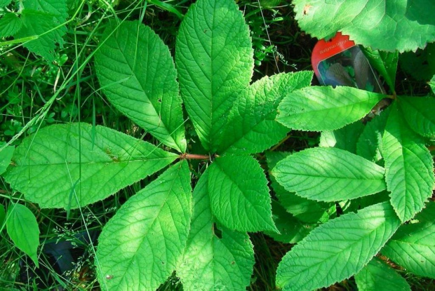 Rodgersia Henryci