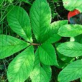 Rodgersia Henryci