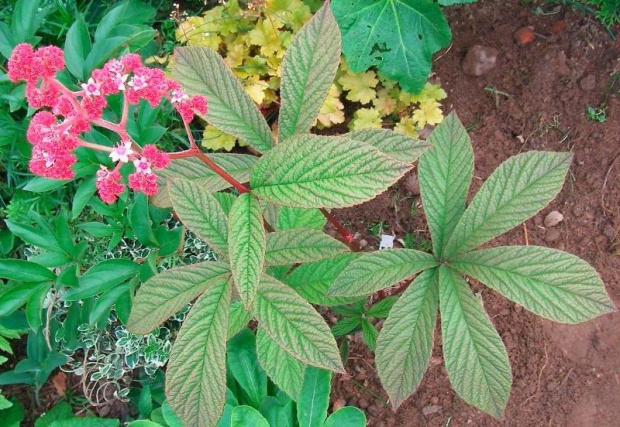 Rodgersia pinnata Fireworks (Rodgersja pierzasta) Fireworks