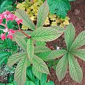 Rodgersia pinnata Fireworks (Rodgersja pierzasta) Fireworks