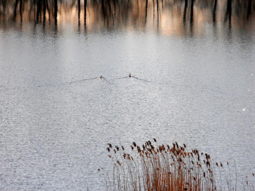 Kaczki #fala #jezioro #kaczki #trzcina