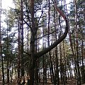 tancerka