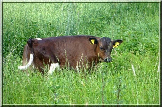 mała krówka #krowa #zwierze