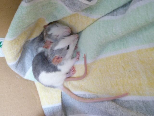 Lili i Roxy #Szczury