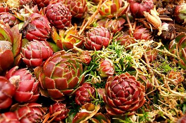 rojniki #deszcz #krople #ślimak #trawa #woda