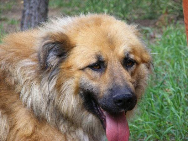 Kaszmir w typie leonberger 18.06.2009r