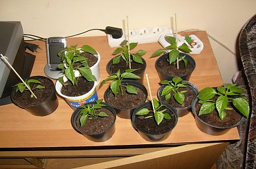 #papryczki #hodowla #chili #serrano #cayenne #habanero