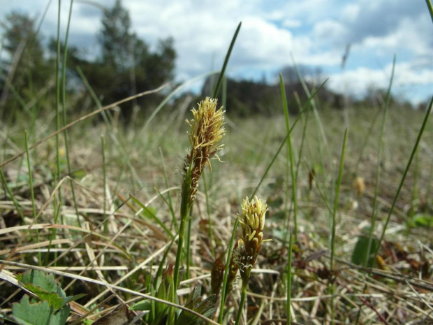 Skałki 2012