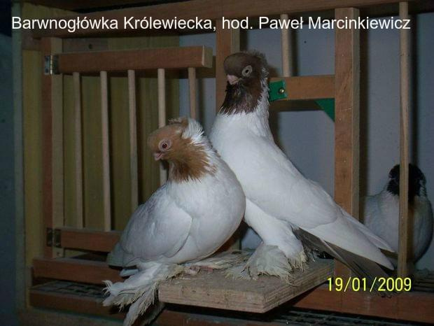 Barwnogłówka Królewiecka, hod Paweł Marcinkiewicz #Gołębie #Pigeons #BarwnogłówkaKrólewiecka #WywrotekMazurski #KonigsbergerFarbenkopf