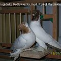 Barwnogłówka Królewiecka, hod Paweł Marcinkiewicz #Gołębie #Pigeons #BarwnogłówkaKrólewiecka #WywrotekMazurski #KonigsbergerFarbenkopf