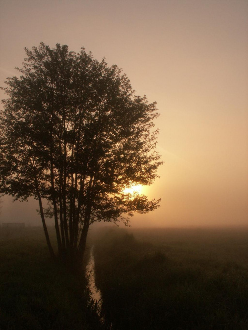 #ranek #mgła #WschódSłońca #rów