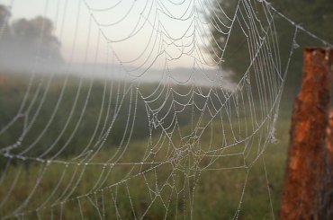 #pajęczyna #ranek #mgła #rosa