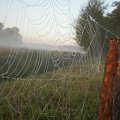 #pajęczyna #ranek #mgła #rosa