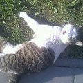 Koty do adopcji #adopcja #adopcje #Gliwice #kocięta #kot #kotki #koty #pomoc #przygarnę #schronisko #zaadoptuję #zwierzęta
