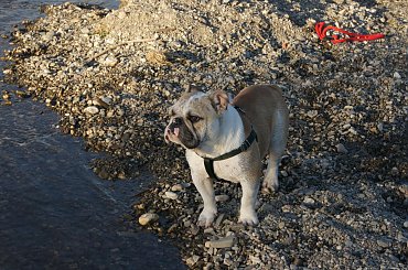 prezes #prezes #buldog