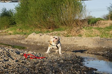 prezes #prezes #buldog