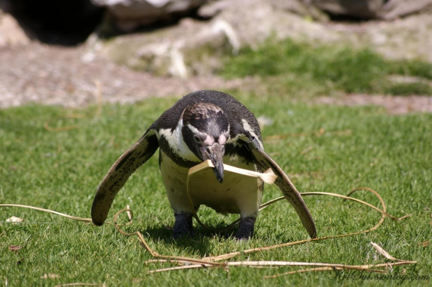#pingwin