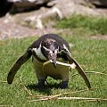 #pingwin