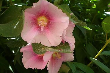 malwy #kwiaty #malwy