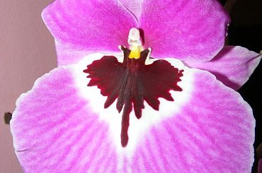 nowy nabytek #Cambria #storczyk