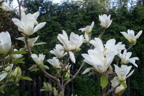 kremowa magnolia