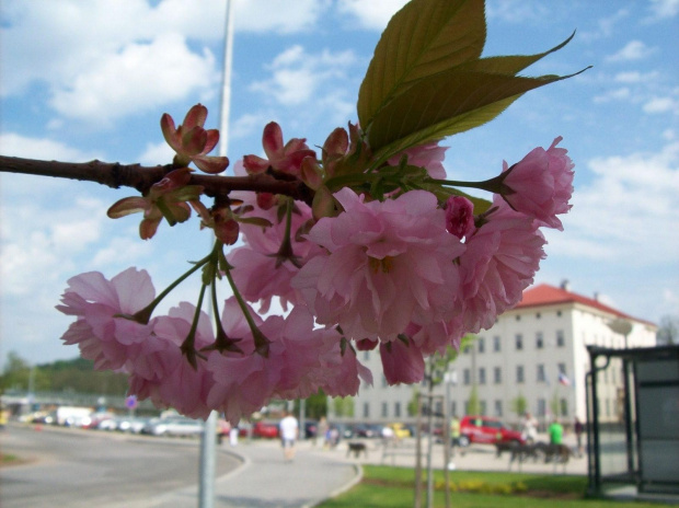 Dla "Goochass",za to że wie jak kwitnie jabłoń :))
Pozdrowienia z Czech z kwiatem migdałowca :))