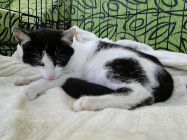 Koty do adopcji #adopcja #adopcje #Gliwice #kocięta #kot #kotki #koty #pomoc #przygarnę #schronisko #zaadoptuję #zwierzęta