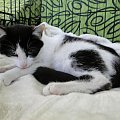 Koty do adopcji #adopcja #adopcje #Gliwice #kocięta #kot #kotki #koty #pomoc #przygarnę #schronisko #zaadoptuję #zwierzęta