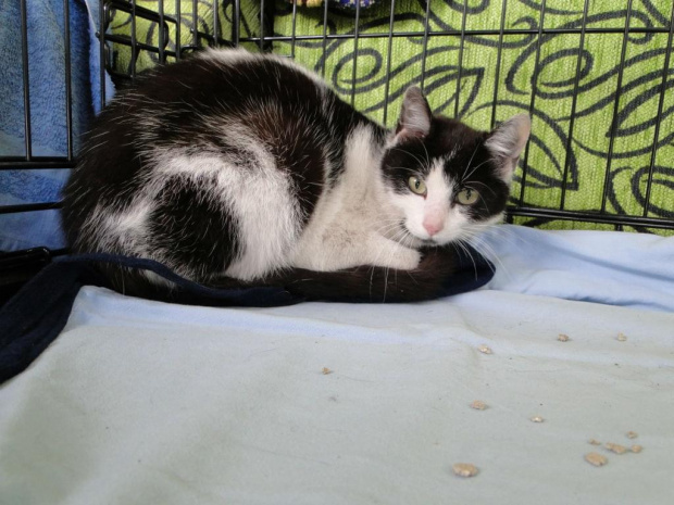 Koty do adopcji #adopcja #adopcje #Gliwice #kocięta #kot #kotki #koty #pomoc #przygarnę #schronisko #zaadoptuję #zwierzęta