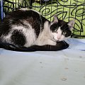 Koty do adopcji #adopcja #adopcje #Gliwice #kocięta #kot #kotki #koty #pomoc #przygarnę #schronisko #zaadoptuję #zwierzęta