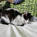 Koty do adopcji #adopcja #adopcje #Gliwice #kocięta #kot #kotki #koty #pomoc #przygarnę #schronisko #zaadoptuję #zwierzęta