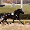 wyścigi konne #hipodrom #konie #WyścigiKonne #zawody
