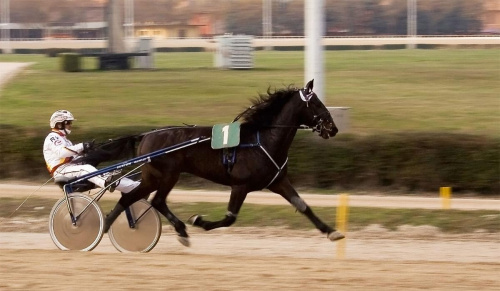 wyścigi konne #hipodrom #konie #WyścigiKonne #zawody
