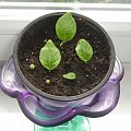 streptocarpus wendlandii(maluchy)