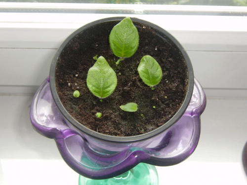 streptocarpus wendlandii(maluchy)