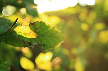 Słońce przedzierające się przez zielone liście drzew. #liść #drzewa #słońce #zieleń #las