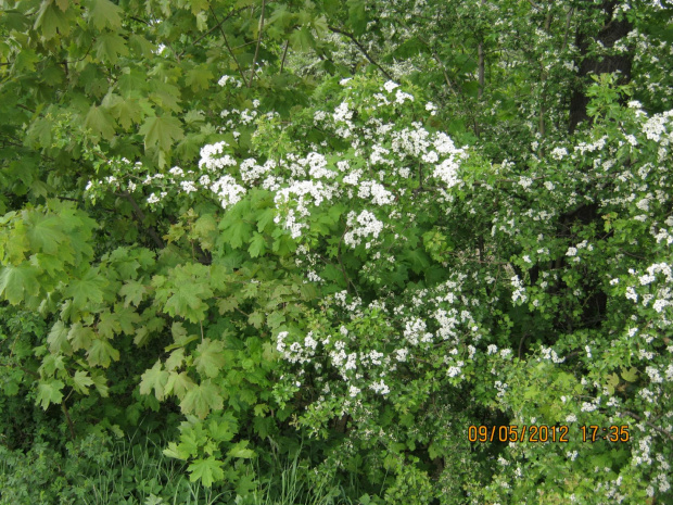 przyrodnicze liście i most park