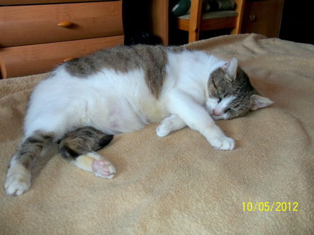 Micia