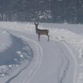 Hej bez zywiecki pola leci sarna! Hej nózkami psebiyro bo by zarła :)