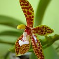 Phalaenopsis cornu-cervi